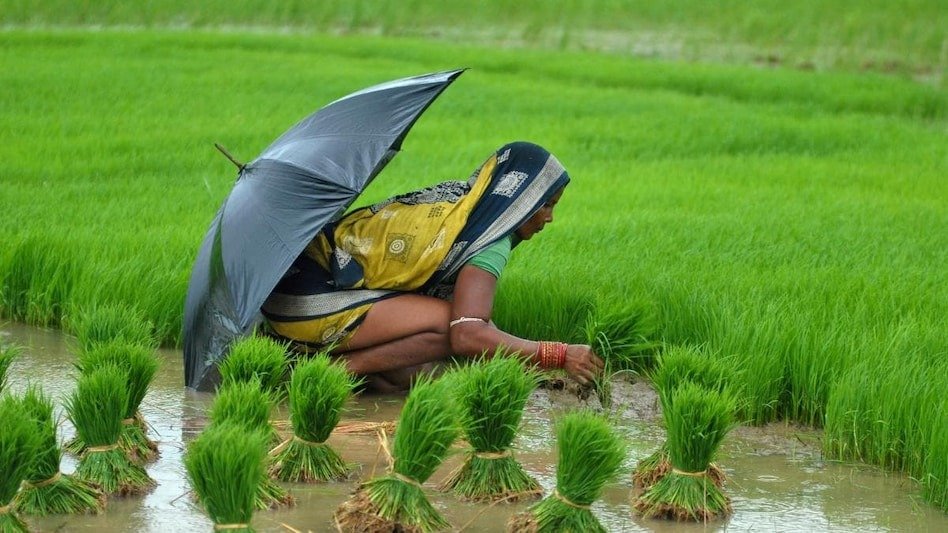 paddy-sowing