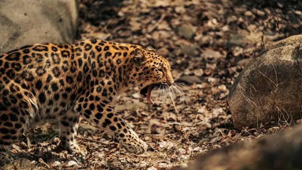 bahraich-leopard-attack-1769740876