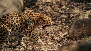 bahraich-leopard-attack-1769740876