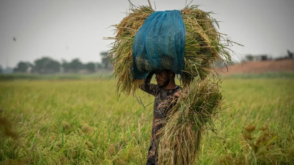 farmers-ap-1769832849