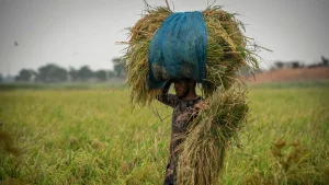 farmers-ap-1769832849