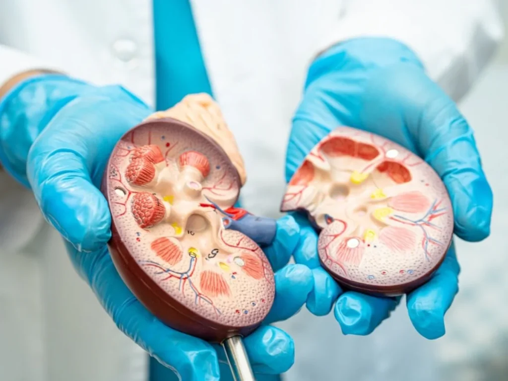 kidney_1742019113084_1742019113286