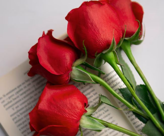 Rose-day-1770374620406