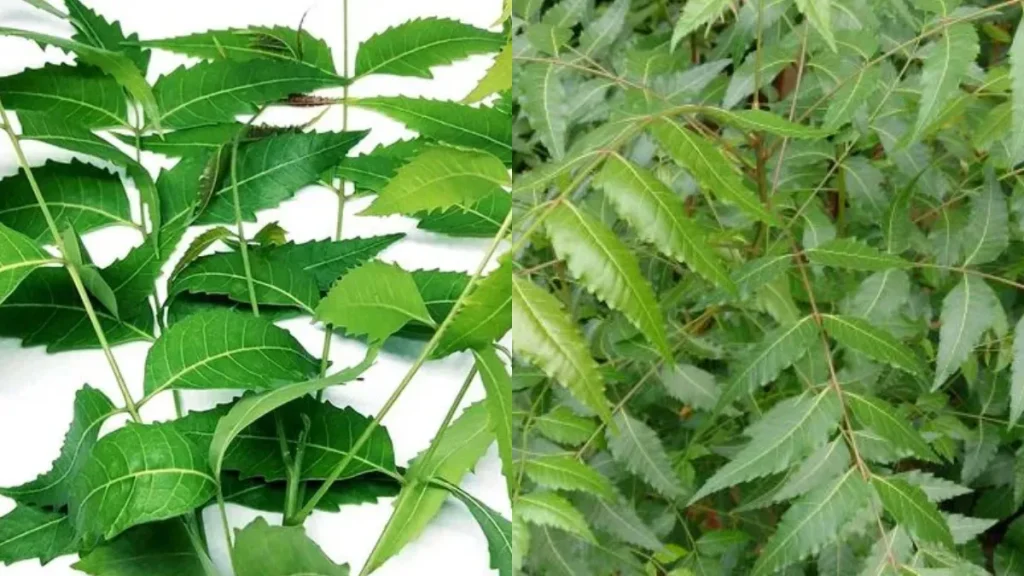 neem-leaves-17-02-2026-1771320537