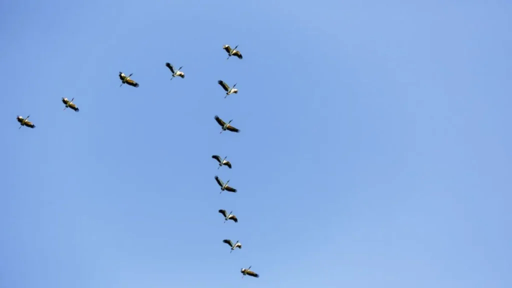 birds-group-1775881969