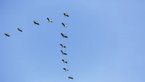 birds-group-1775881969
