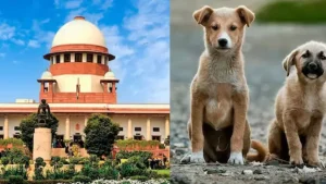 eec36fpc_sc-on-stray-dogs_625x300_07_January_26