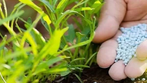india-fertilizer-supply