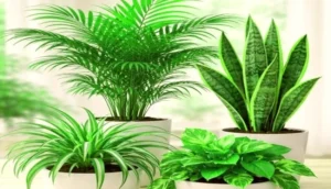 c24344c1179fff0063bcbc6b56373ce0