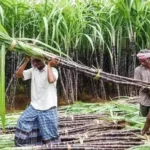 sugarcane-(1)-1789618439091_v