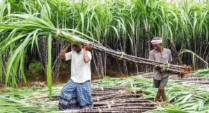 sugarcane-(1)-1789618439091_v