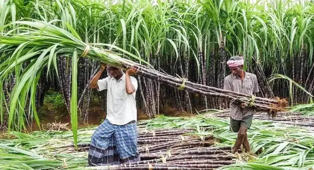 sugarcane-(1)-1789618439091_v